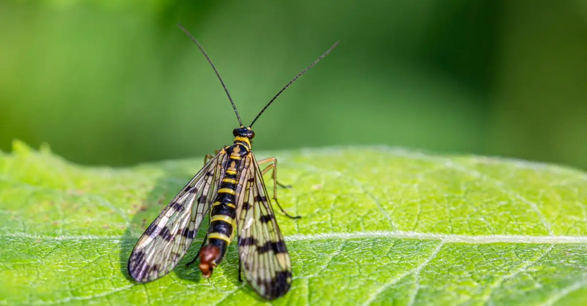 Owady zapylające: Przewodnik po wyborze i produktach